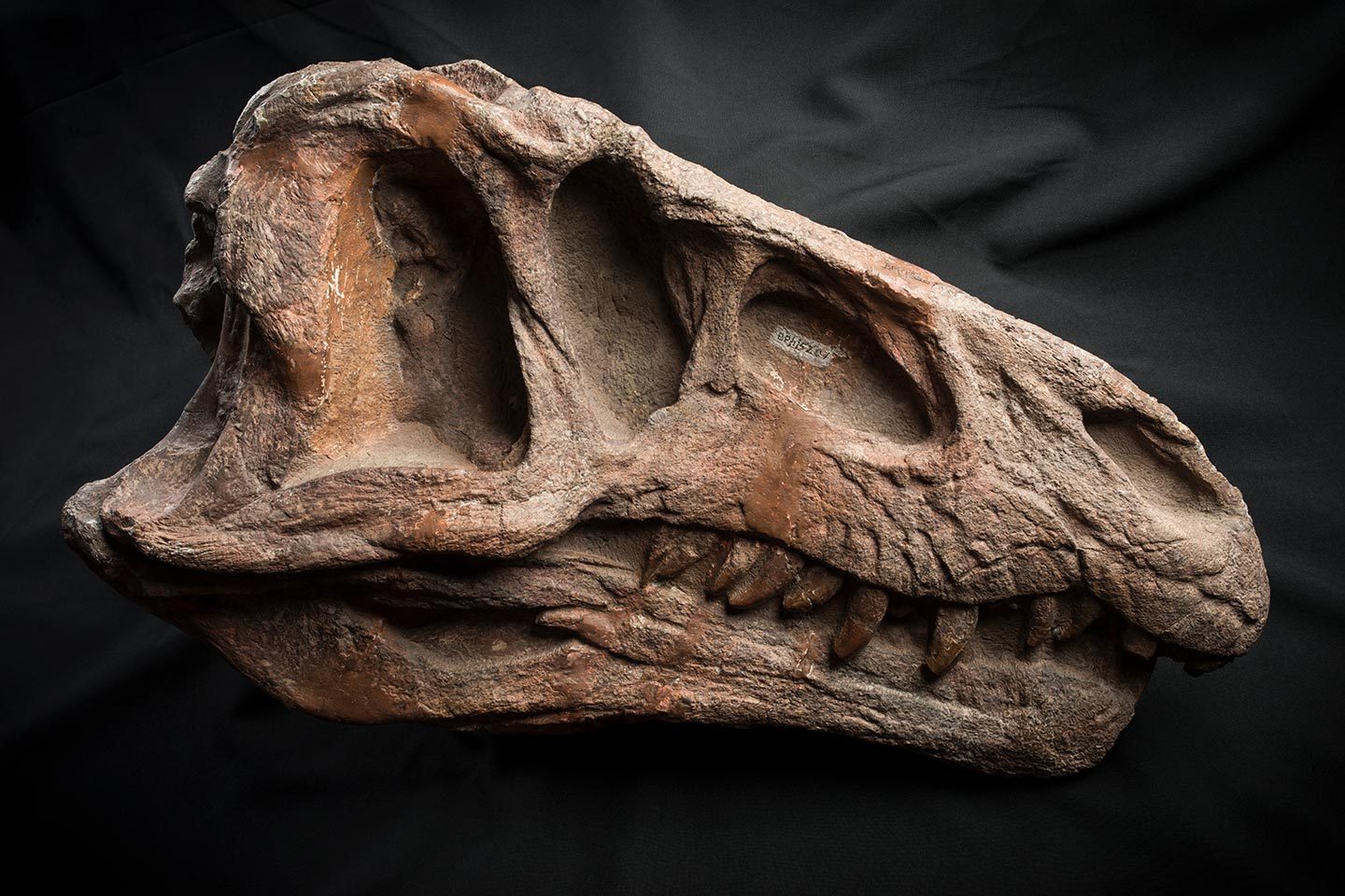 Fossil skull of Middle Triassic archosaur Erythrosuchus africanus, 2018