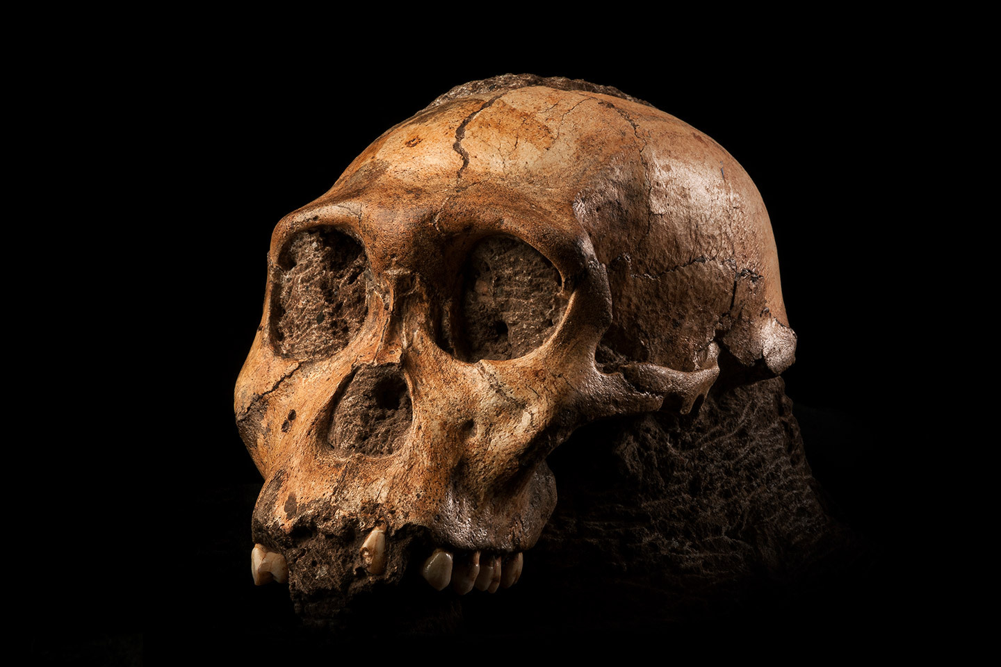 Fossil skull of hominid Australopithecus sediba, 2010