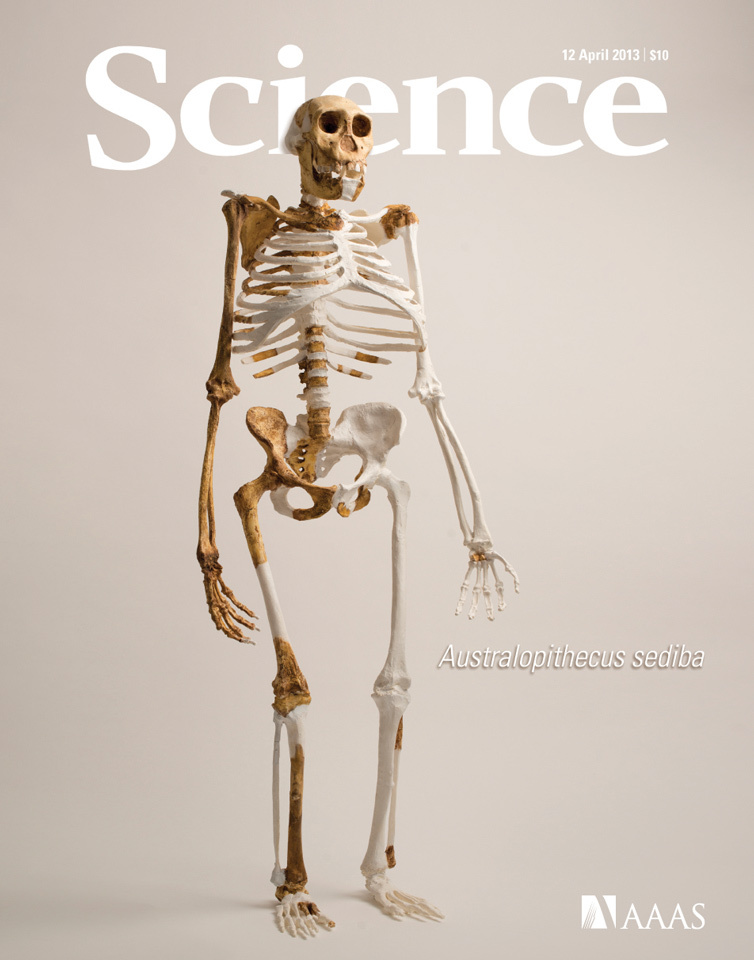 Australopithecus sediba fossil, Science cover, 2013