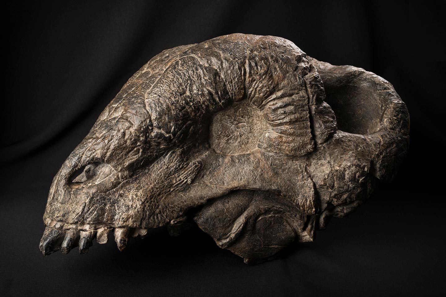 Fossil skull of Middle Permian dinocephalian Tapinocaninus pamelae, 2018
