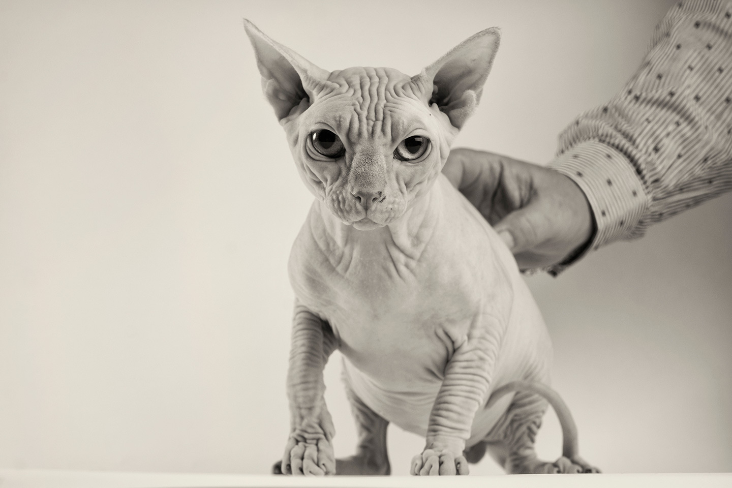 Cat of the Year competition, Johannesburg, 2011
